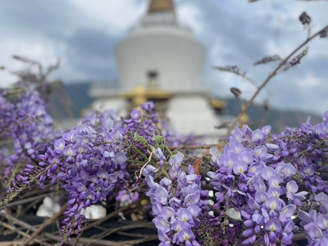 Spring rhododendrons in Bhutan